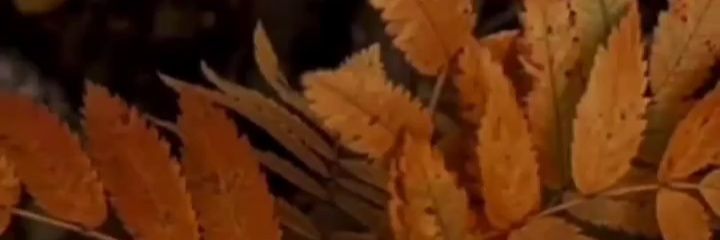 carlird13's profile banner image