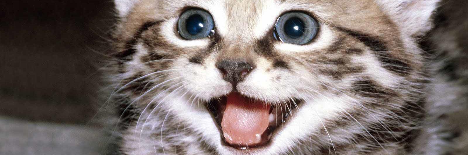 PET_SMlLES's profile banner image