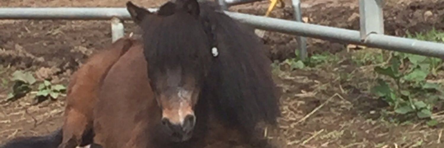 leszkomackenzie's profile banner image