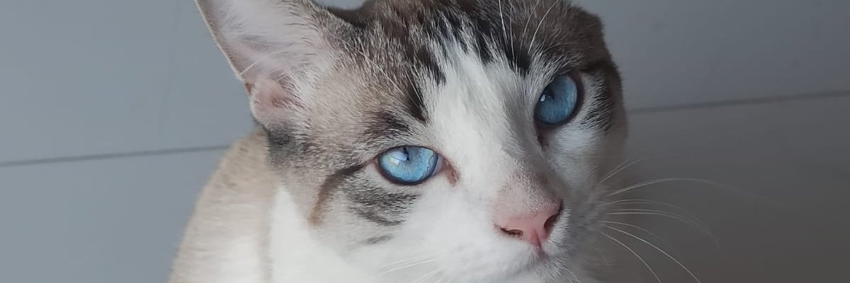 PetraPassos's profile banner image