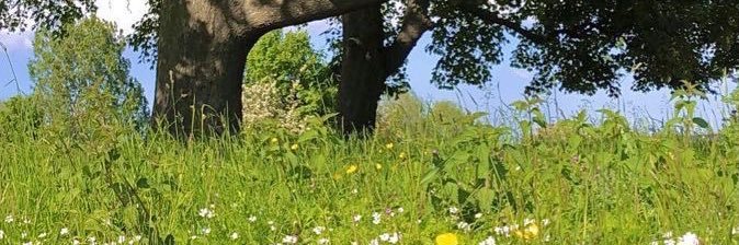 415Carol✨ banner