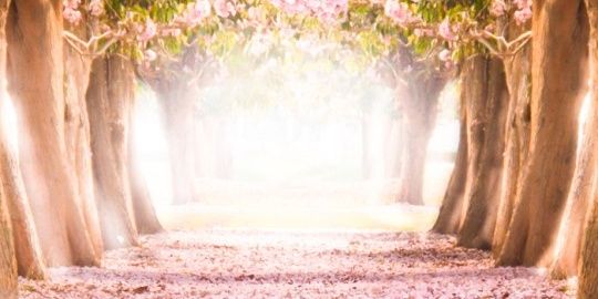 adrisolear's profile banner image