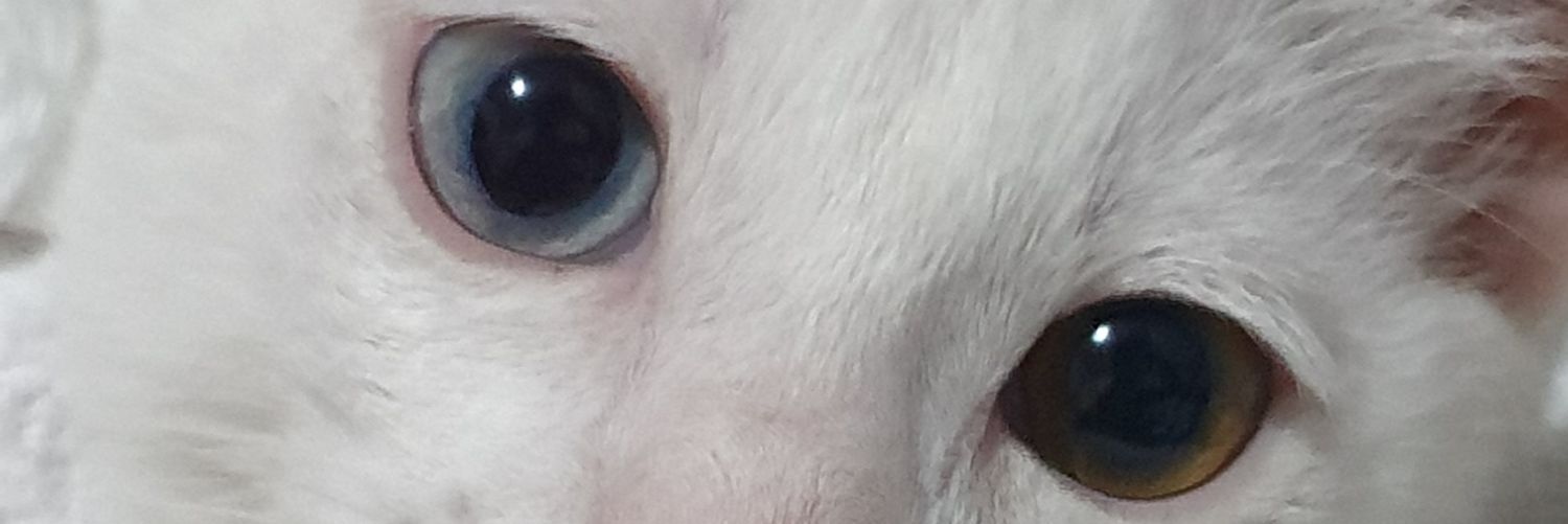 ordleYS's profile banner image