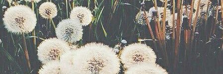 leslymaciasdonn's profile banner image