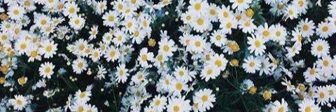 mmariapachi's profile banner image