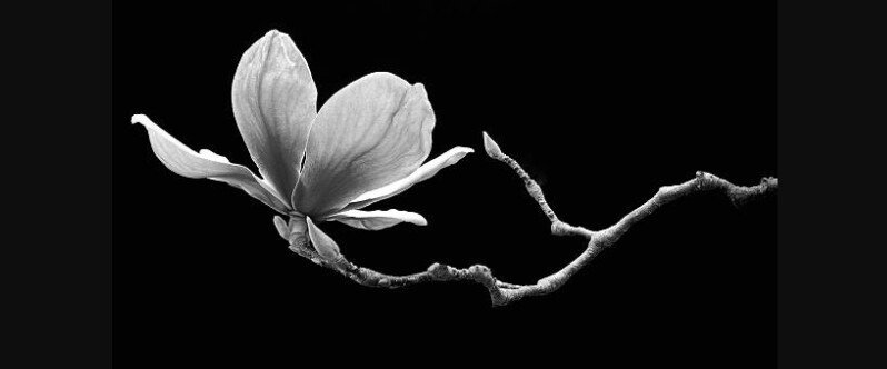 BLK_nolia's profile banner image