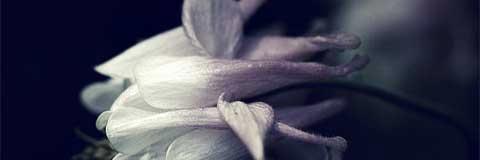 _MahaKhalid's profile banner image