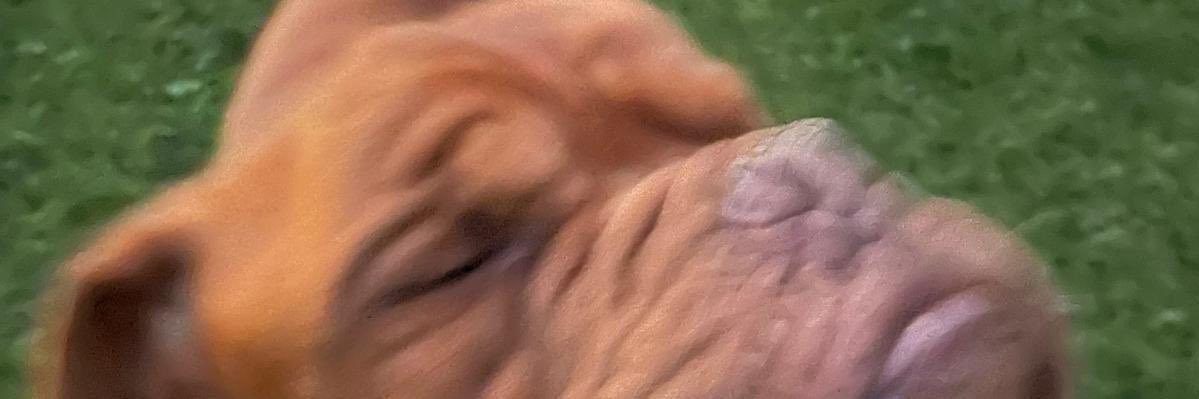 sofigaleano_'s profile banner image