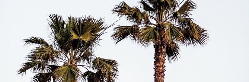 LdVining's profile banner image