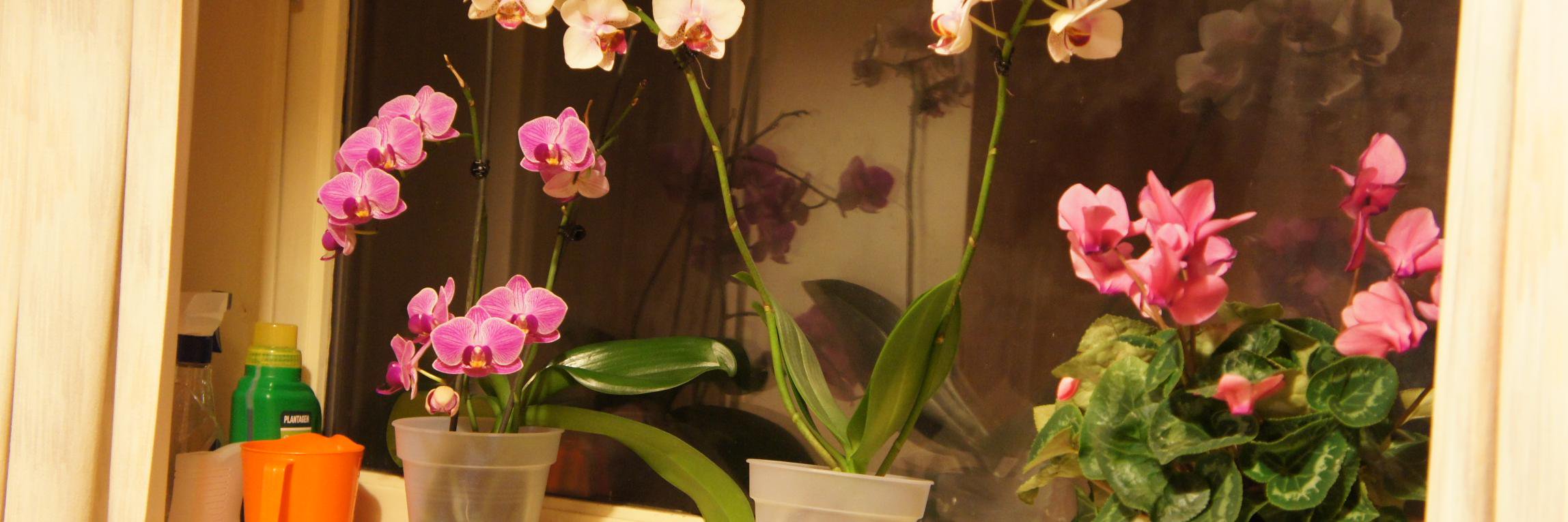 Roland X 🇸🇪🇷🇺🇮🇷 banner