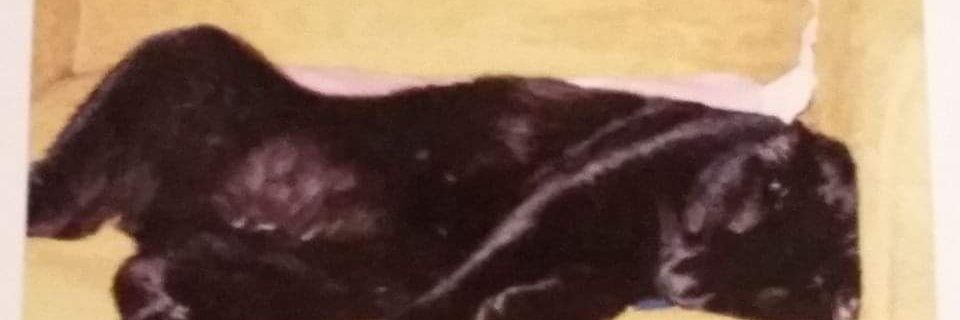 harrietscontest's profile banner image