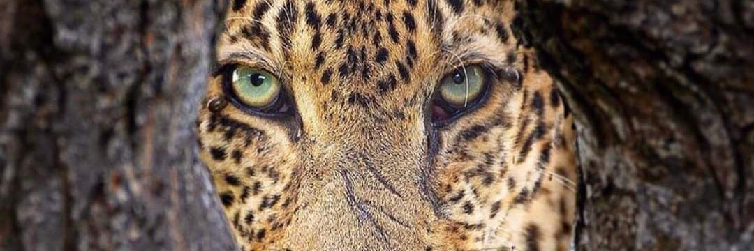 TaniaRCerna's profile banner image