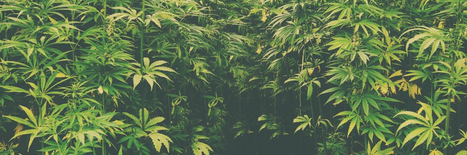 MoioWrld's profile banner image