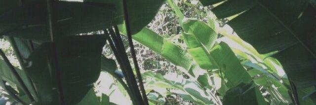 ObstreperousPly's profile banner image