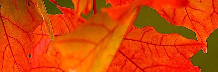 CandyLand16's profile banner image