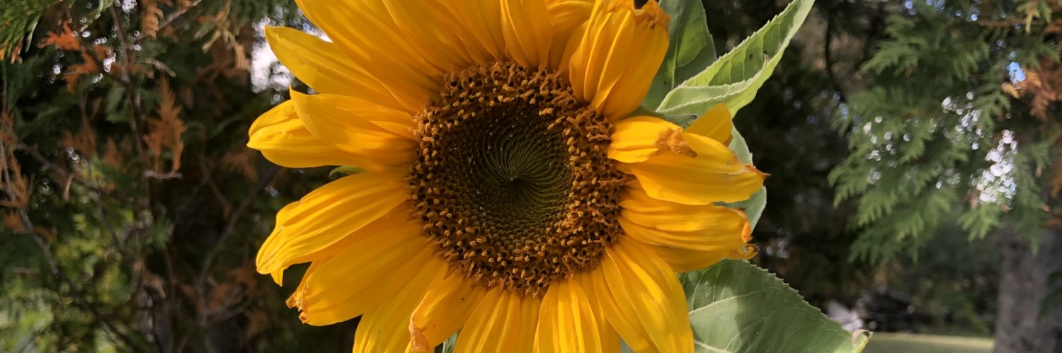 SallyCummings's profile banner image