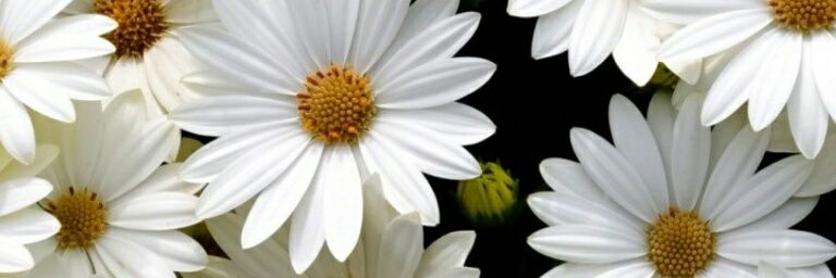 _frtans's profile banner image