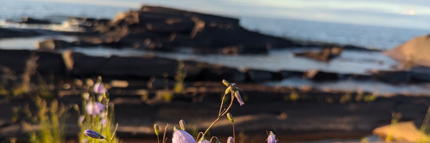 Carly K. Messerly banner