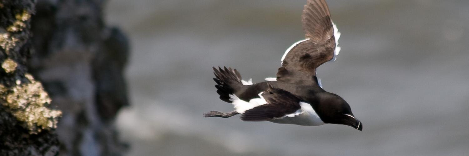 Sylvai[N] Vaucher banner