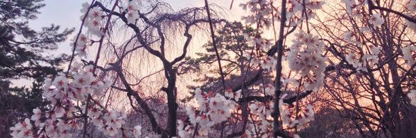 SoniaChabbi's profile banner image