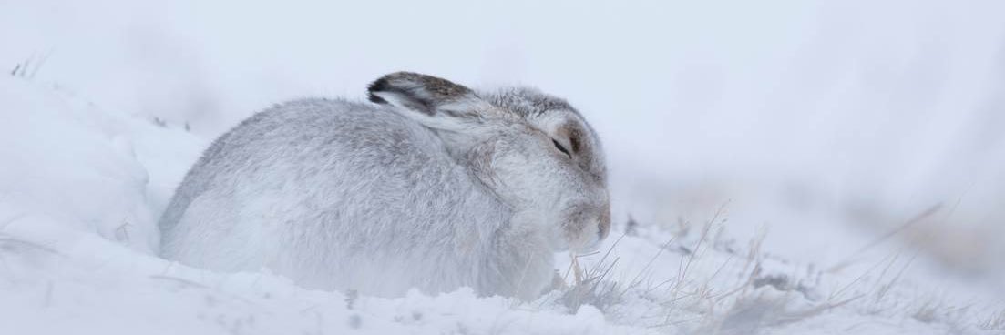 Jason Curtis aka wyrewildlife banner