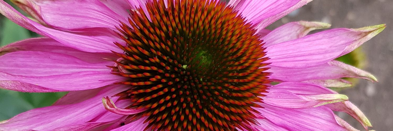 HolisticBude's profile banner image