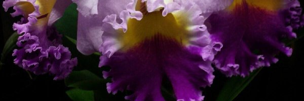 LizVacc Profile Banner