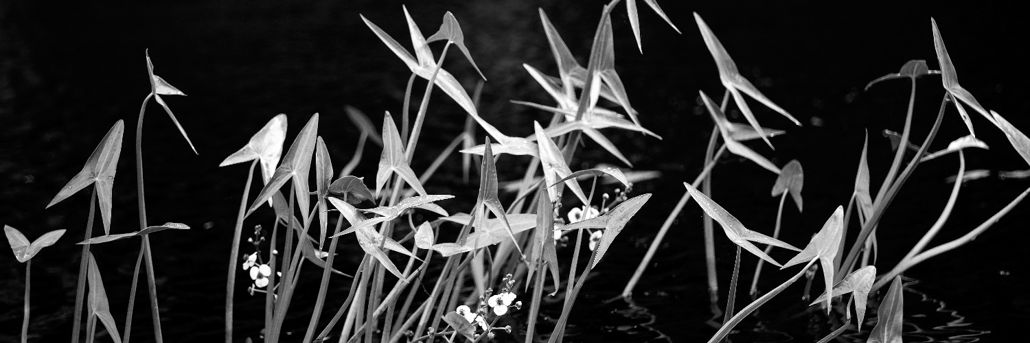 Lars L. Iversen banner