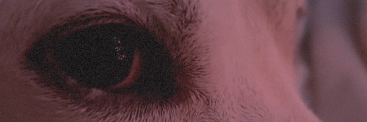 sauercl0ut's profile banner image