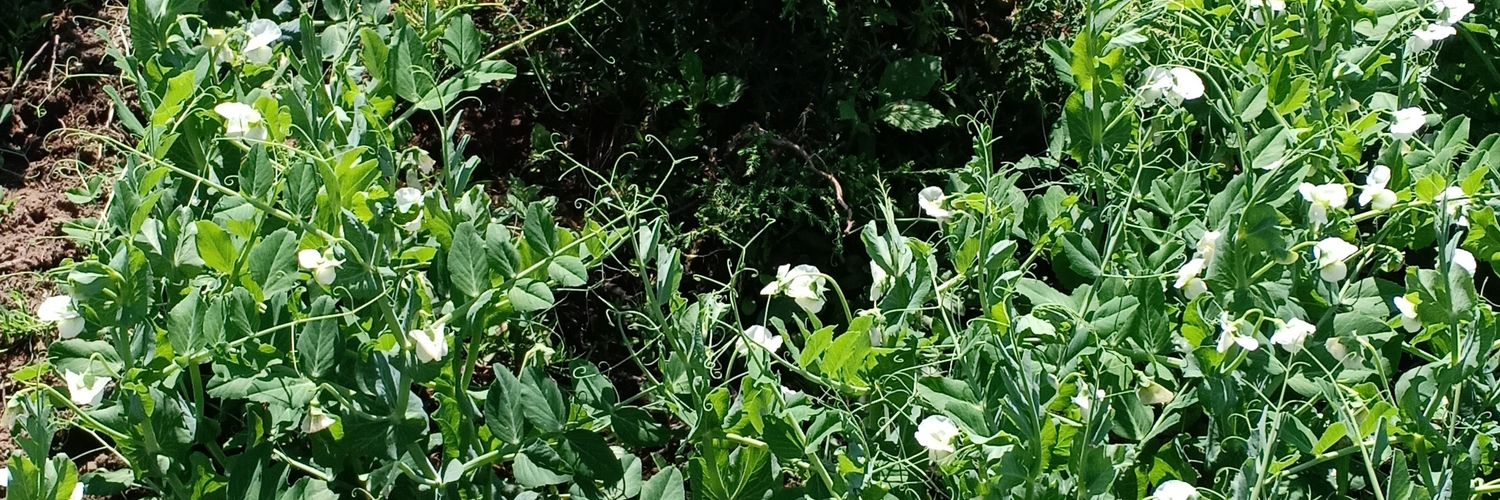 sammymuthee's profile banner image