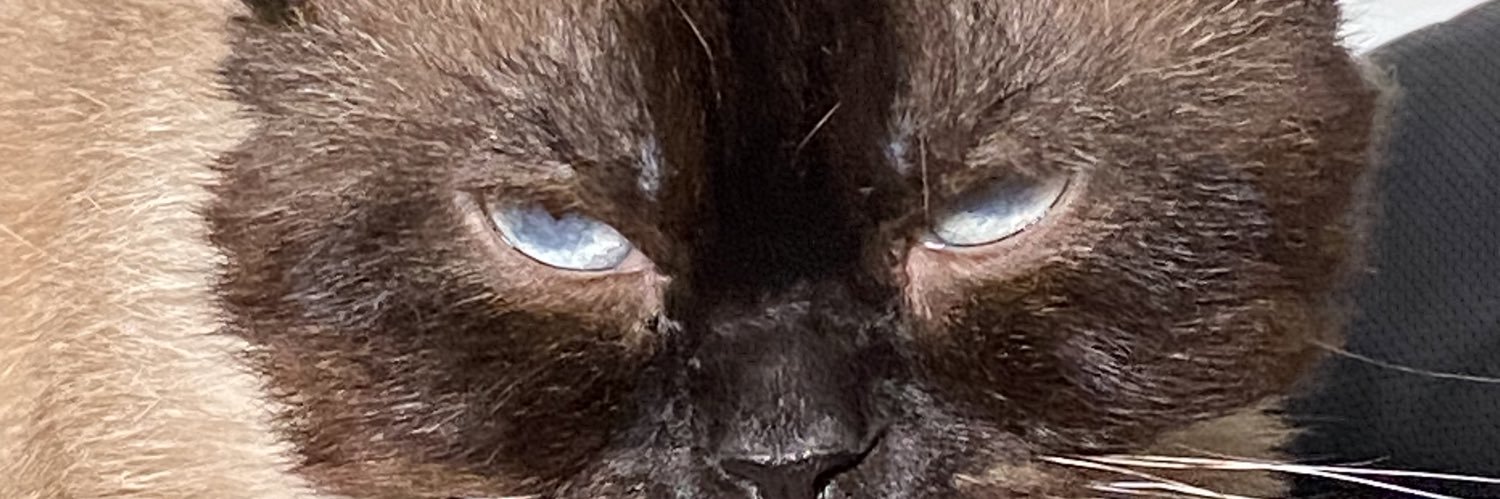 trishaalara's profile banner image