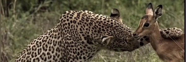 F2iiav Profile Banner