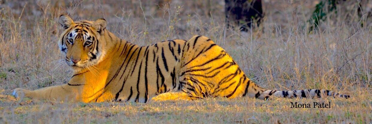 ravindra kumar banner