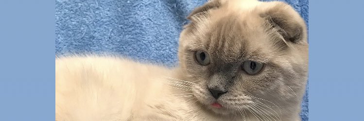sadecebugsee's profile banner image