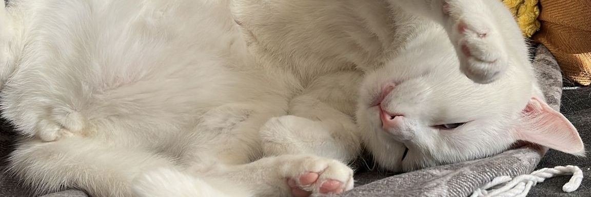Sedenezgi's profile banner image