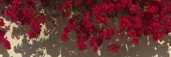 ecemmalcoo's profile banner image