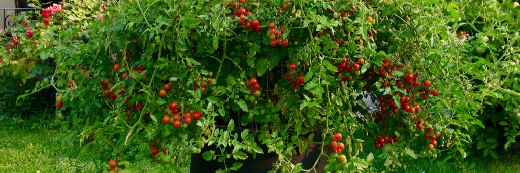 TomatoVolcano's profile banner image