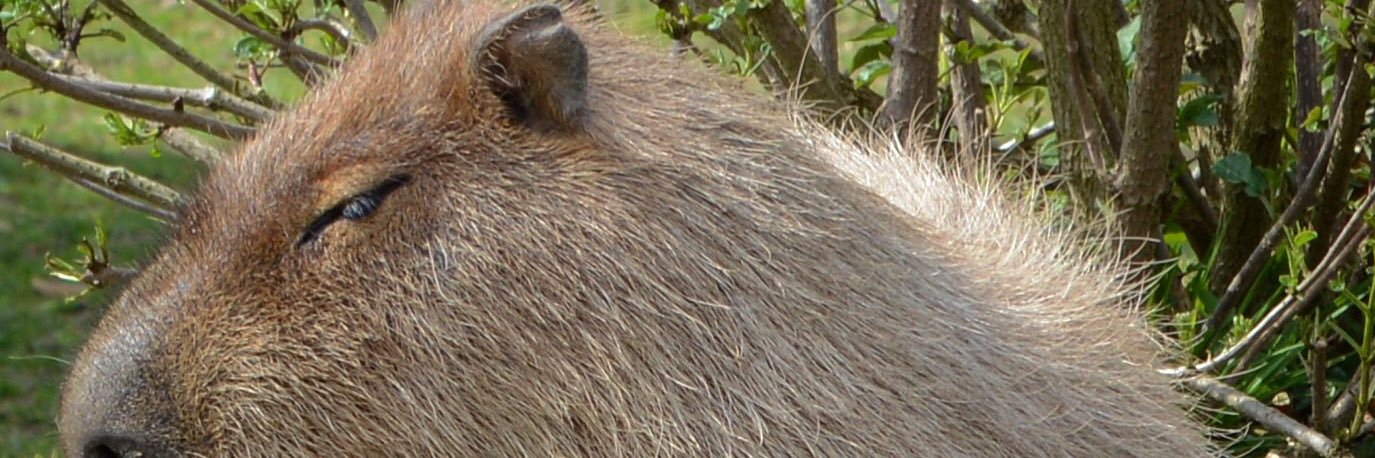 ACorevelay's profile banner image