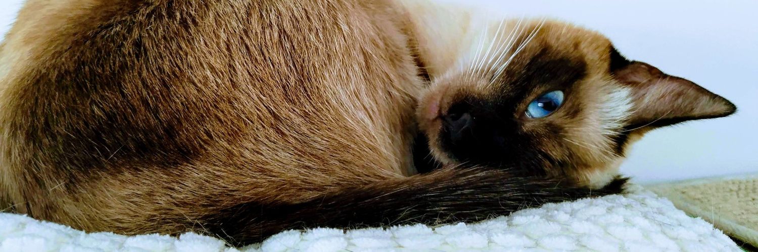 Lou des bois 🌲 banner