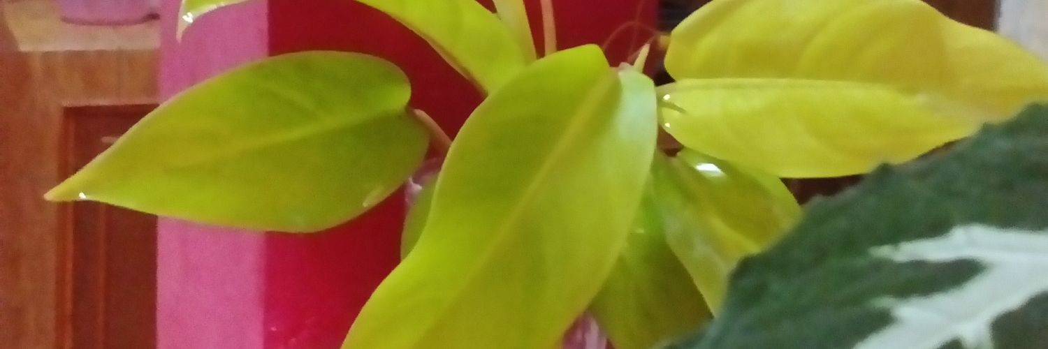 nonie banner