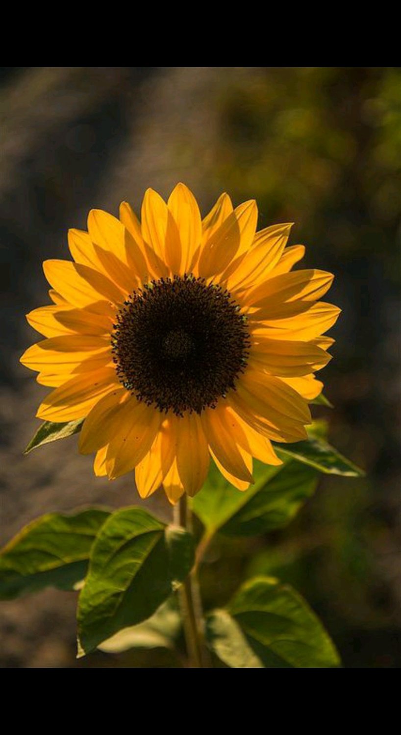 dariii1105's profile banner image
