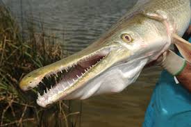 JAWS_4's profile banner image