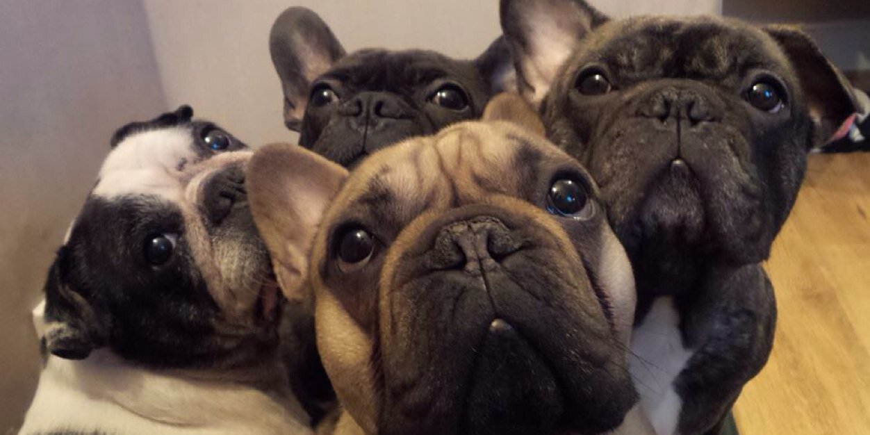 TheFamilyFrench's profile banner image