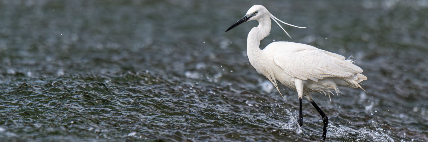 Ricardo Rodríguez banner