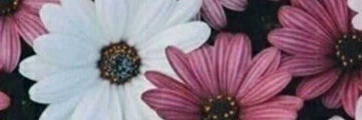Floxxa's profile banner image