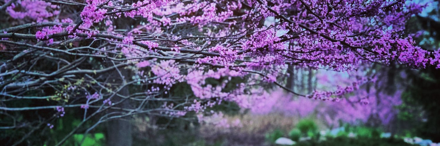 Jackie Hallmark banner