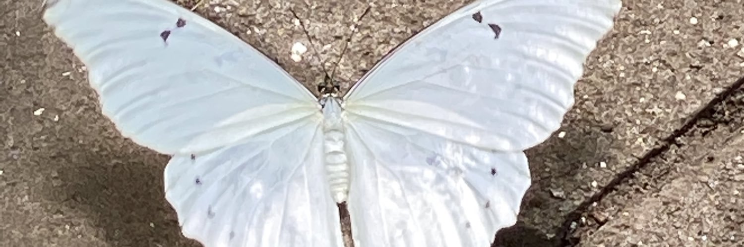 SearlesKiley's profile banner image