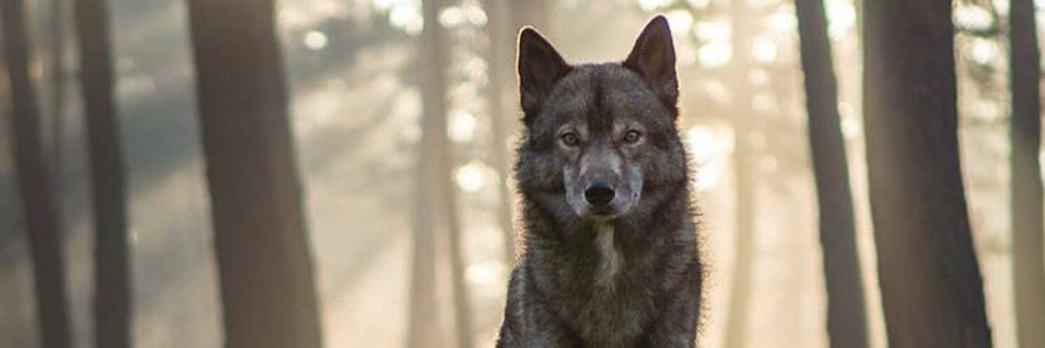 a_senturk's profile banner image