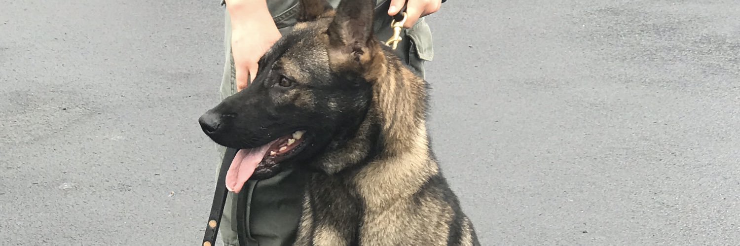 K9Reid's profile banner image