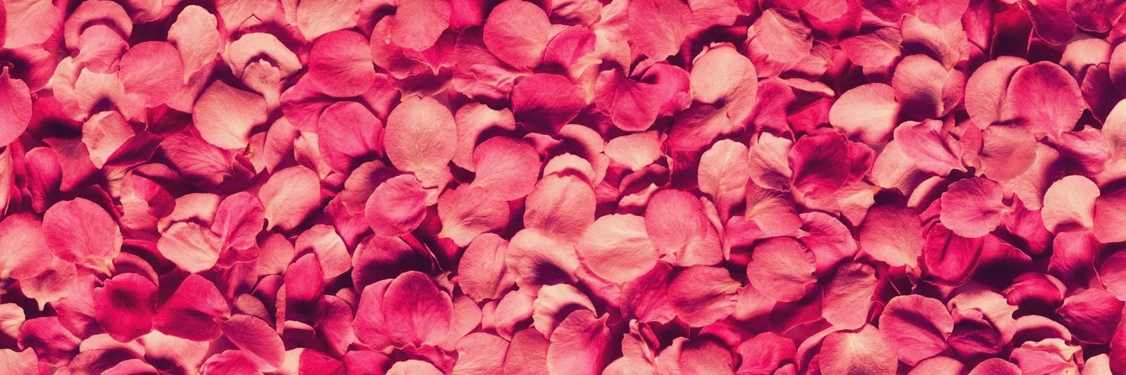 YleniaSnchez's profile banner image
